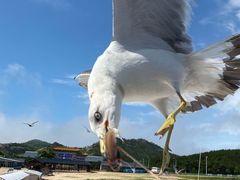 -海驴岛(荣成市)