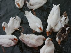 -九如山休闲旅游度假区