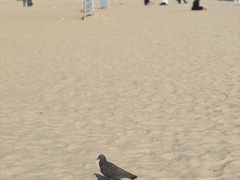 -海云台海滩