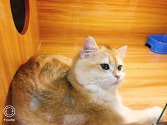 -猫十亿·布偶金渐层·曼基康矮脚猫舍(青年路店)