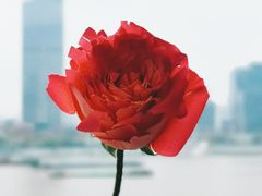 -诺莱仕游艇会