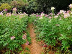 -松山湖梦幻百花洲