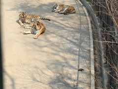 -大连森林动物园