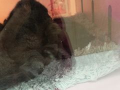 -三花喵·撸猫购宠·宠物生活馆(虹桥南丰城店)