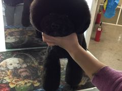 -鑫艺宠物美容培训学校