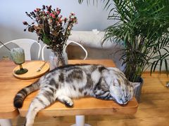 -Cappucimeow猫咪咖啡馆(韦伯时代店)