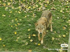 -北京野生动物园