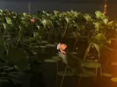 -湖畔居茶楼(湖滨店)