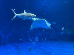 -鹿儿岛水族馆