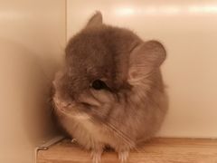 -龙猫仔乐园(惠福东路店)