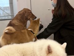 -共舞时光猫咖·狗咖(新街口店)