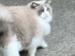 -芭比堂爱心动物医院·心脏科·犬猫内科(越城可乐分院)