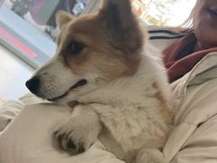 -宠福鑫康馨动物医院·骨科·眼科