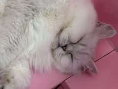 -毛绒耶耶撸宠馆·猫咖·狗咖·荷兰猪咖