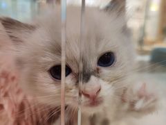 -藏猫猫咖啡主题馆(中央大道店)