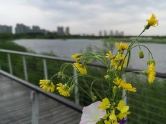 -哈尔滨大剧院