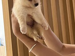 -柴犬小屋·柴餐厅·狗咖食堂(金鼎广场店)