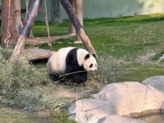 -上海野生动物园