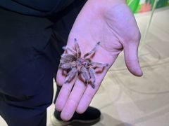 -上海大自然野生昆虫馆(东方明珠·爬宠昆虫探索中心)