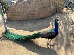 -西霞口神雕山野生动物世界