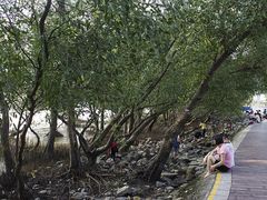 -宝安西湾红树林湿地公园