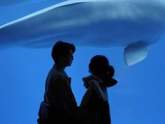 -海合安成都极地海洋公园