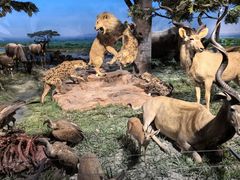 -国家自然博物馆