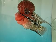 -归源居酒屋