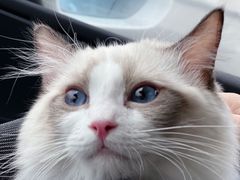 -翊宠yipet猫狗购宠庄园犬舍•猫舍