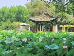 -莲湖公园