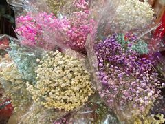-越秀西湖花市(广州城市广场花卉店)