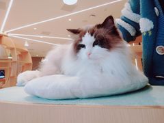 -CAT’S MEWSTAR CAFE·喵星球猫屋(晴湾咖啡店)