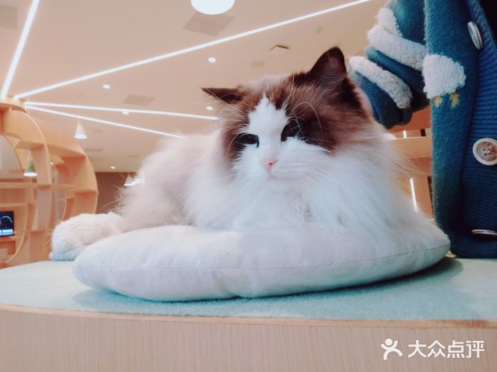 CAT’S MEWSTAR CAFE·喵星球猫屋(晴湾咖啡店)图片