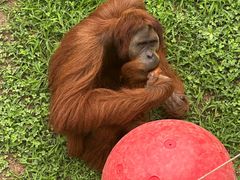 -西霞口神雕山野生动物世界