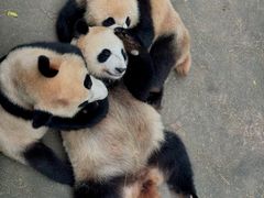 -都江堰中华大熊猫苑