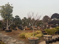 -龙大花卉苗木市场