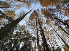 -上海海湾国家森林公园