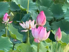 -莲花池公园