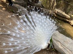 -泉州海丝野生动物世界