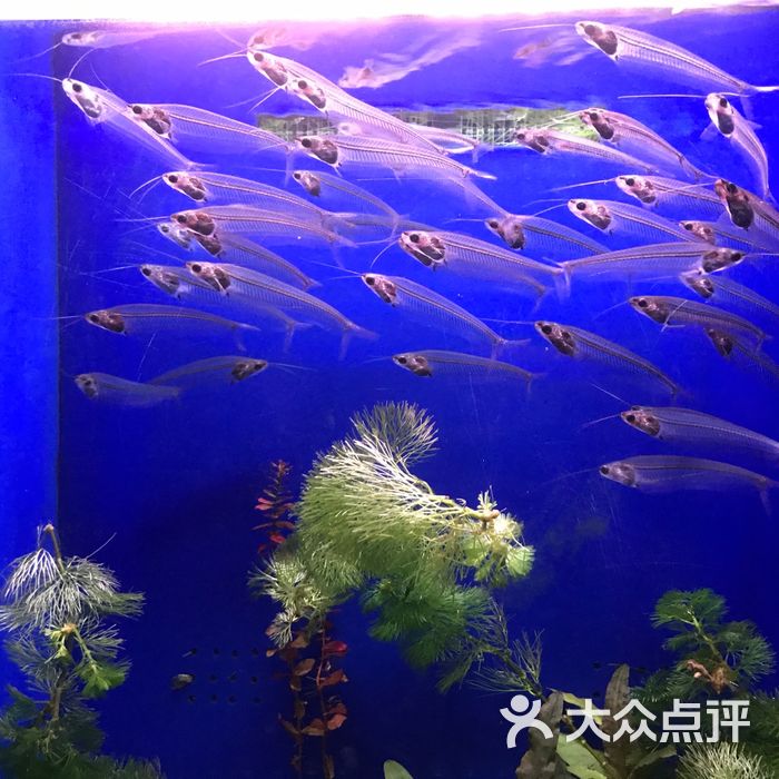 上海海洋水族馆介绍(上海海洋水族馆介绍词)