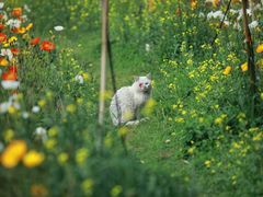 -名花谷生态庄园