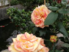 -顺德了能馆(虎门店)