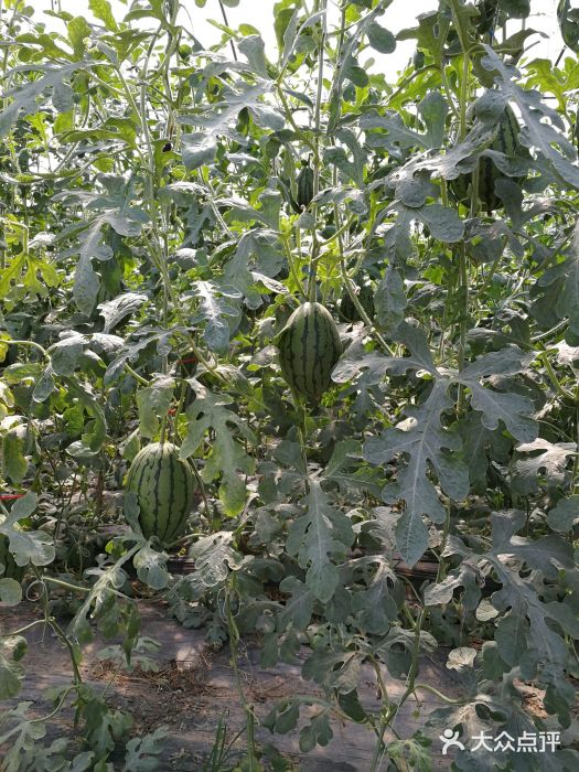 庞各庄西瓜蔬菜采摘园·锦华瓜园图片