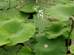 -前关湿地公园