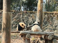 -都江堰中华大熊猫苑