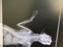 -美联众合动物医院·24h京西诊疗中心