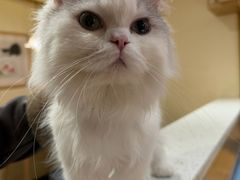 -滚猫咖啡·猫咖·猫友好撸猫(未来城店)