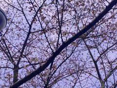 -樱苑(四川北路店)