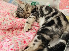 -喜多萌中农锦绣动物医院24H·猫科·牙科MRI·CT