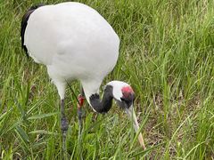 -盐城丹顶鹤湿地生态旅游区